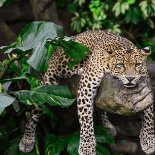 WILD ANIMALS